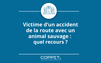 Victime d’un accident de la route avec un animal sauvage : quel recours ?